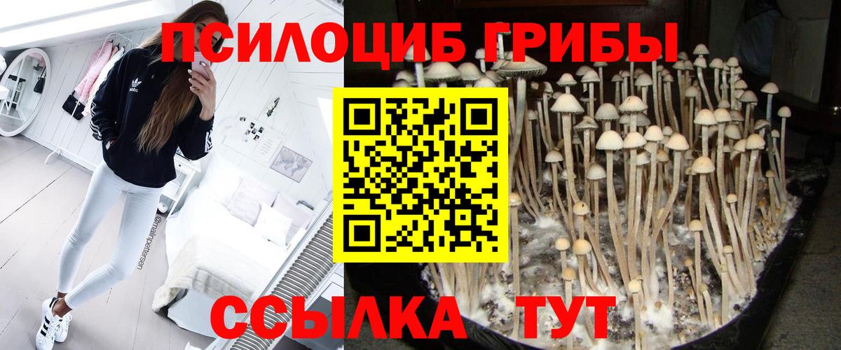 Заводоуковск  Галлюциногенные грибы MAGIC MUSHROOMS  Вход с VPN 